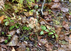 Spiranthes casei casei