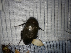 Hydrophilus acuminatus