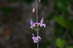 Bletia purpurea