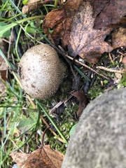 Lycoperdon perlatum