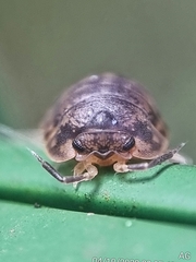 Scleropactidae