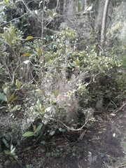 Palicourea boqueronensis