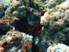 Heliocidaris tuberculata