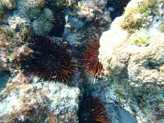 Heliocidaris tuberculata