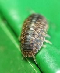 Scleropactidae