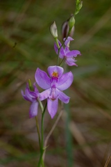 Calopogon pallidus