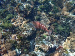 Pseudolabrus luculentus