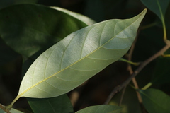 Lithocarpus