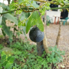 Decaloba