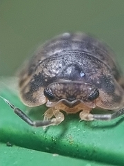 Scleropactidae