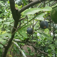 Decaloba