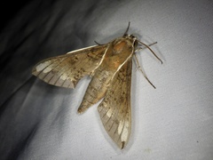 Rhagastis trilineata