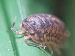 Scleropactidae