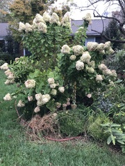 Hydrangea