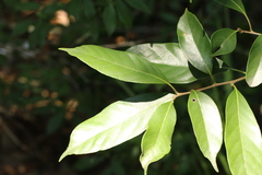Lithocarpus