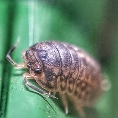 Scleropactidae