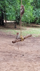 Macaca radiata