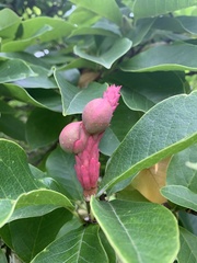 Magnolia