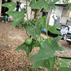 Decaloba
