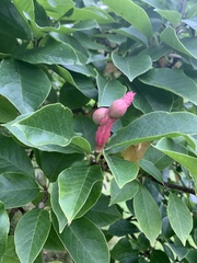 Magnolia