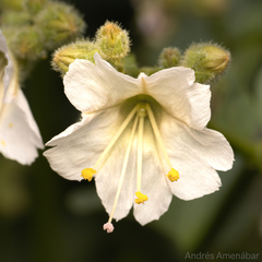 Mirabilis elegans