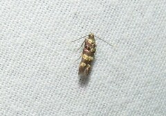 Nepticuloidea