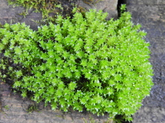 Ptychostomum capillare