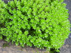 Ptychostomum capillare