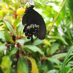 Papilio polytes