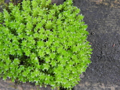 Ptychostomum capillare