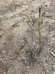 Echium vulgare