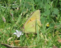 Colias electo electo