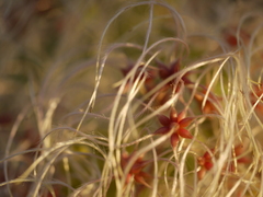 Clematis hedysarifolia