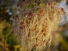 Clematis hedysarifolia