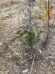 Echium vulgare