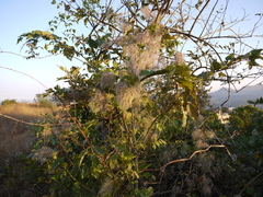 Clematis hedysarifolia