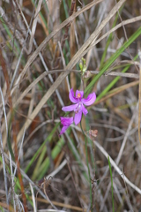 Calopogon pallidus