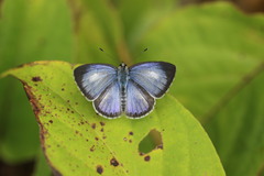 Acytolepis puspa