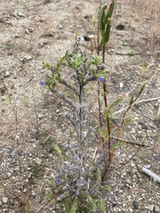 Echium vulgare