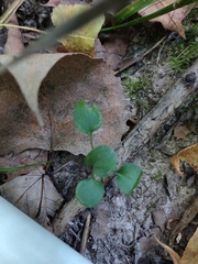 Packera obovata