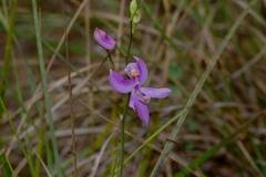 Calopogon pallidus