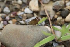 Polytremis lubricans