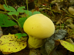 Lycoperdon flavotinctum
