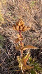 Gentianeae