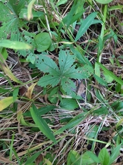 Potentilla simplex