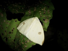 Topomesoides jonasii