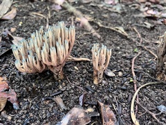 Phaeoclavulina cyanocephala