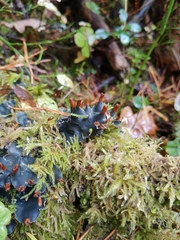 Peltigera polydactylon