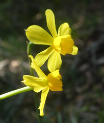 Narcissus assoanus