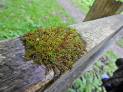 Tortula muralis